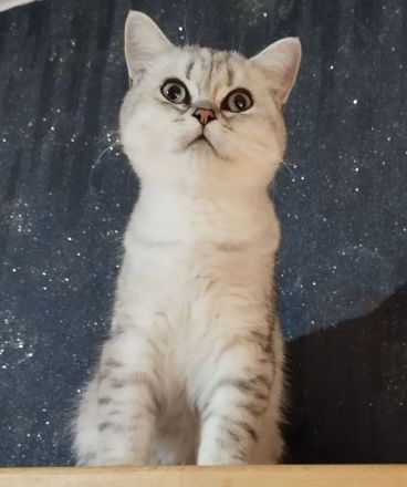 BKH Kitten(Jungs) aus liebevoller Hobbyzucht, mit Papieren,black silver tabby, suchen Kuschelplatz