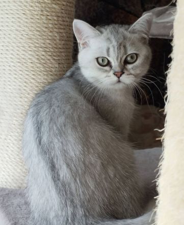 BKH Kitten(Jungs) aus liebevoller Hobbyzucht, mit Papieren,black silver tabby, suchen Kuschelplatz