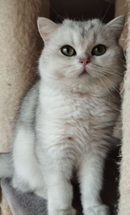 Zauberhafte BKH Kitten aus Hobbyzucht mit Stammbaum silver tabby, black golden und golden point