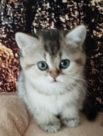 Zauberhafte BKH Kitten aus Hobbyzucht mit Stammbaum silver tabby, black golden und golden point