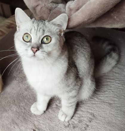 2 verschmuste BKH Katzenkinder mit Stammbaum suchen ein liebevolles Zuhause auf Lebenszeit