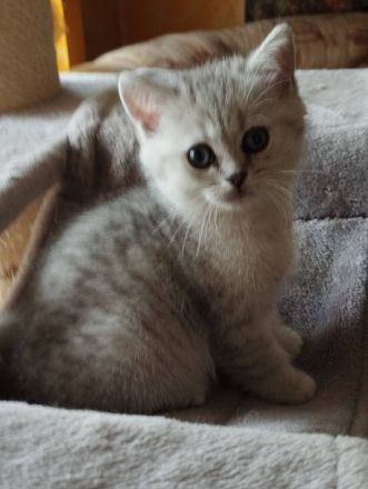 Zauberhafte BKH Kitten aus Hobbyzucht mit Stammbaum silver tabby, black golden und golden point