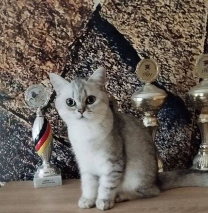 BKH Kitten(Jungs) aus liebevoller Hobbyzucht, mit Papieren,black silver tabby, suchen Kuschelplatz