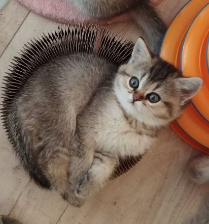 Zauberhafte BKH Kitten aus Hobbyzucht mit Stammbaum silver tabby, black golden und golden point