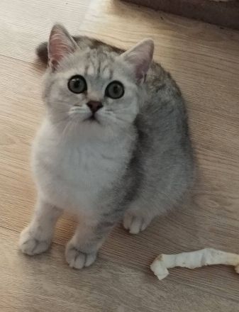 BKH Kitten(Jungs) aus liebevoller Hobbyzucht, mit Papieren,black silver tabby, suchen Kuschelplatz