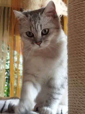 2 verschmuste BKH Katzenkinder mit Stammbaum suchen ein liebevolles Zuhause auf Lebenszeit