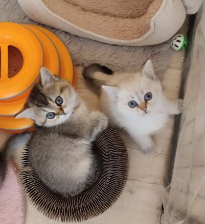 Zauberhafte BKH Kitten aus Hobbyzucht mit Stammbaum silver tabby, black golden und golden point