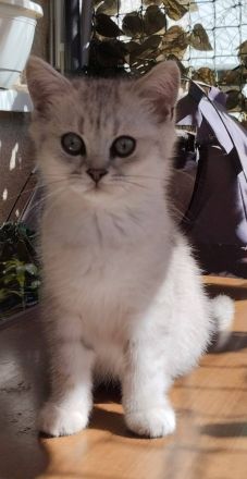 Verschmuste BKH Kitten aus liebevoller Hobbyzucht mit Papieren suchen ab sofort liebevolles Zuhause