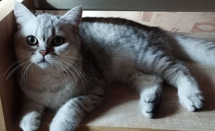 2 verschmuste BKH Katzenkinder mit Stammbaum suchen ein liebevolles Zuhause auf Lebenszeit