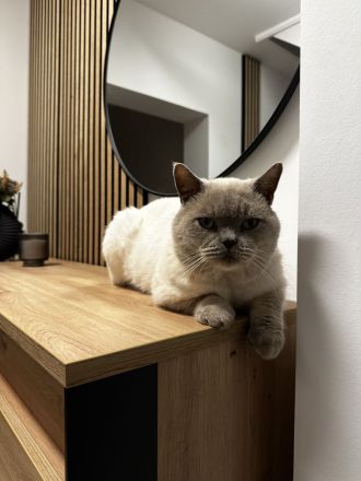 Deckkater / British Kurzhaar / Blue Point BKH