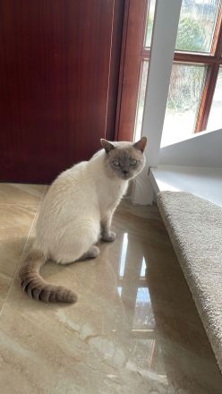 Deckkater / British Kurzhaar / Blue Point BKH