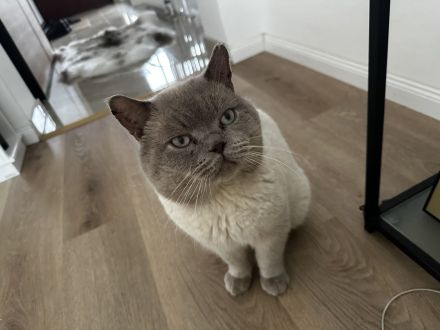 Deckkater / British Kurzhaar / Blue Point BKH