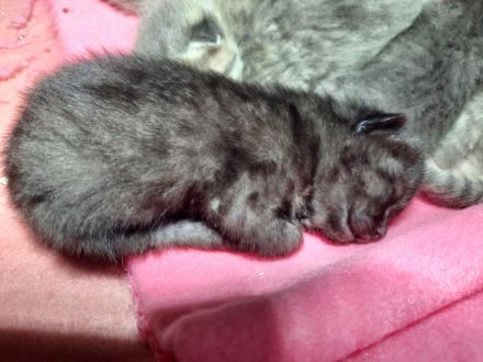 BKH-Bengal Mix Kitten – liebevoll im Familienkreis aufwachsend