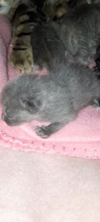 BKH-Bengal Mix Kitten – liebevoll im Familienkreis aufwachsend