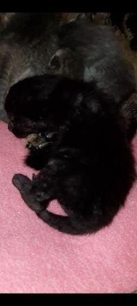 BKH-Bengal Mix Kitten – liebevoll im Familienkreis aufwachsend