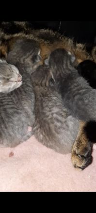 BKH-Bengal Mix Kitten – liebevoll im Familienkreis aufwachsend