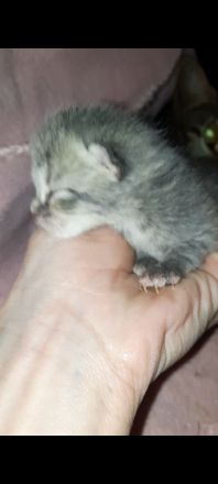 BKH-Bengal Mix Kitten – liebevoll im Familienkreis aufwachsend