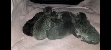 BKH-Bengal Mix Kitten – liebevoll im Familienkreis aufwachsend