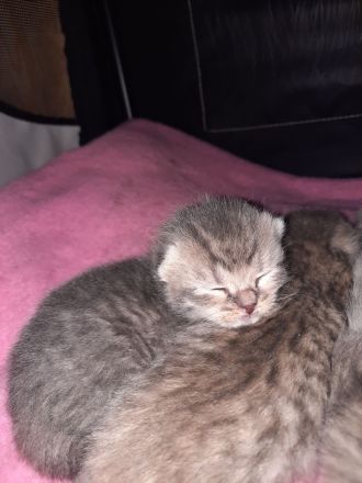 BKH-Bengal Mix Kitten – liebevoll im Familienkreis aufwachsend
