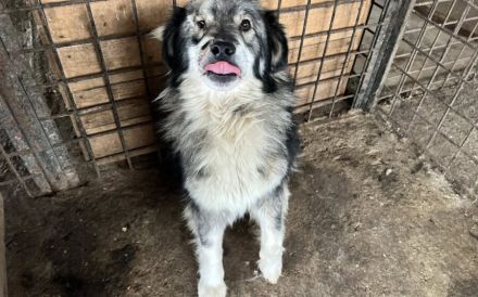 Wundervoller Loki sucht seine Menschen