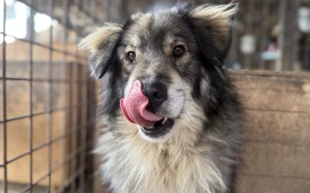 Wundervoller Loki sucht seine Menschen