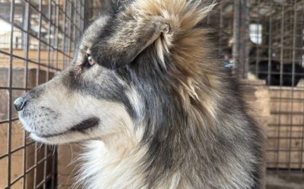 Wundervoller Loki sucht seine Menschen