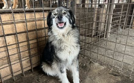 Wundervoller Loki sucht seine Menschen