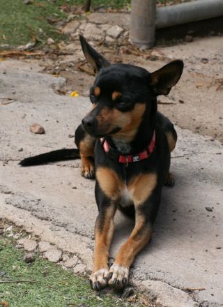 Misifú