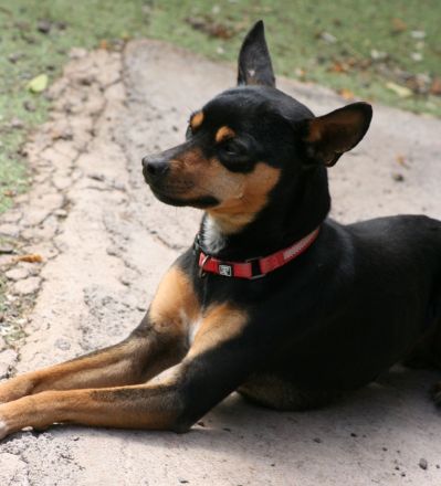 Misifú