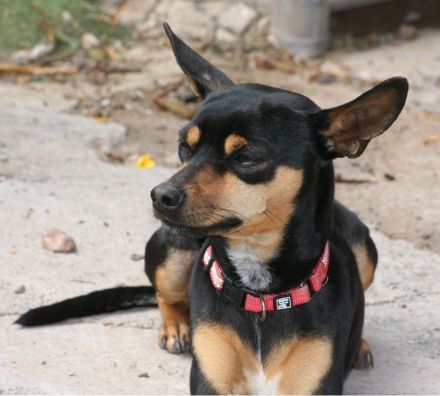Misifú