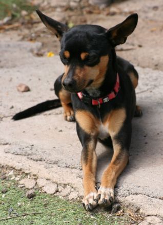 Misifú