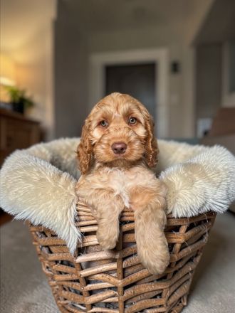 Cockapoo F1 in seltener Farbgebung
