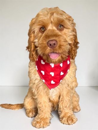 Cockapoo F1 in seltener Farbgebung
