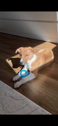 Border Collie Berner Sennen mix Welpe