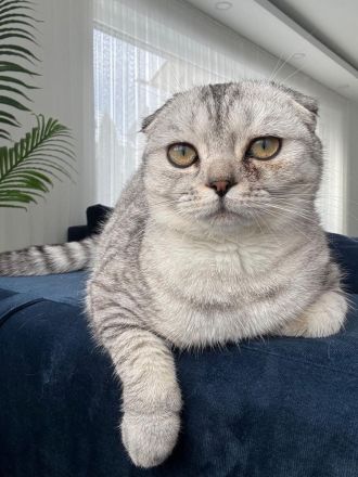 Liebe Katze sucht neues Zuhause