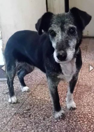 Masola, Mixhündin, geb. 2013, traumhafte Seniorin