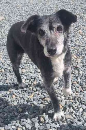 Masola, Mixhündin, geb. 2013, traumhafte Seniorin
