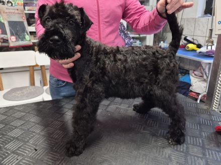 Kerry-Blue-Terrier Welpen