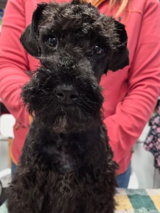 Kerry-Blue-Terrier Welpen