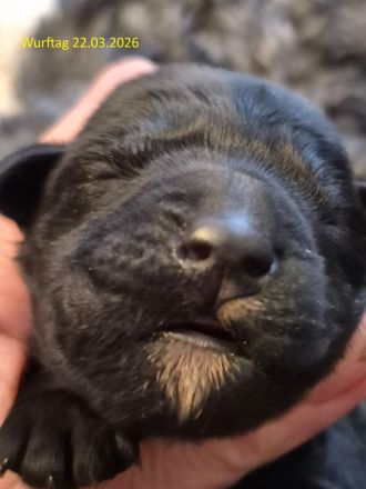 Kerry-Blue-Terrier Welpen
