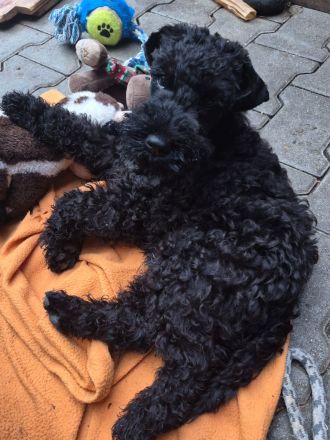 Kerry-Blue-Terrier Welpen