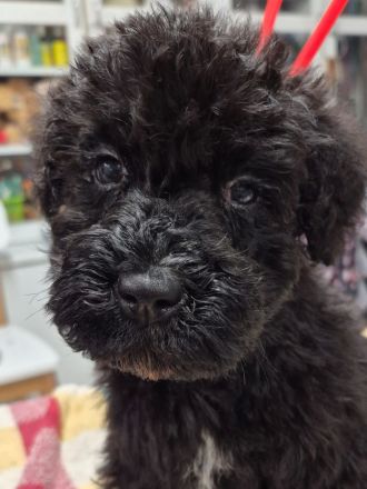 Kerry-Blue-Terrier Welpen