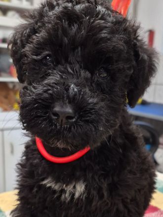 Kerry-Blue-Terrier Welpen