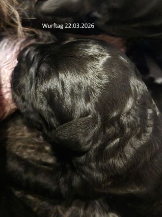 Kerry-Blue-Terrier Welpen