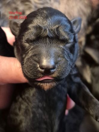 Kerry-Blue-Terrier Welpen