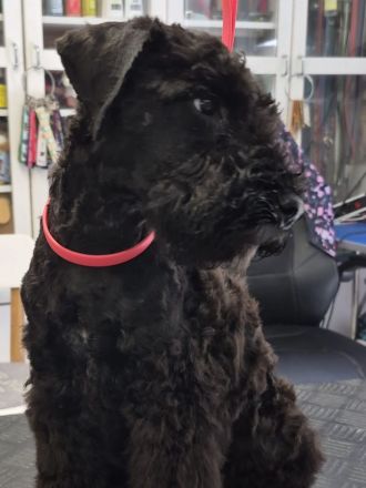 Kerry-Blue-Terrier Welpen