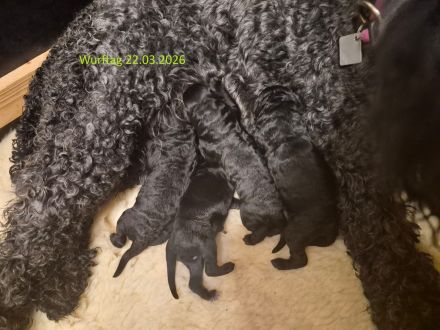Kerry-Blue-Terrier Welpen