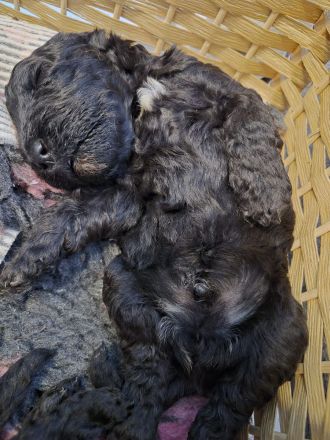 Kerry-Blue-Terrier Welpen