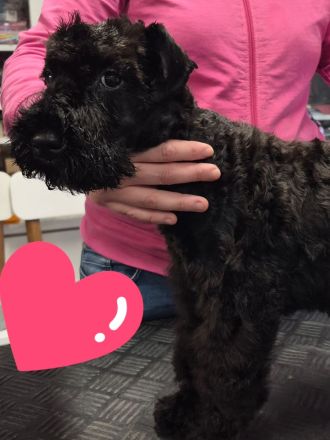 Kerry-Blue-Terrier Welpen
