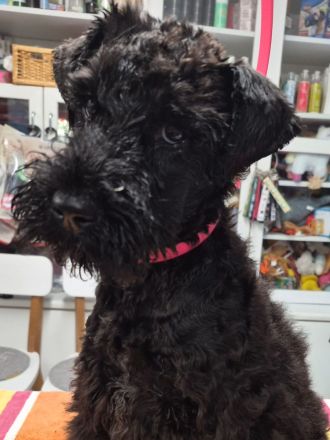 Kerry-Blue-Terrier Welpen